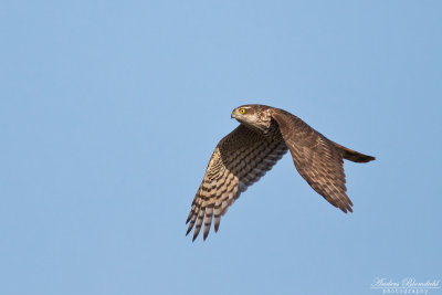 Sparvhök / Sparrowhawk