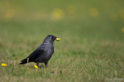 Kaja / Jackdaw 