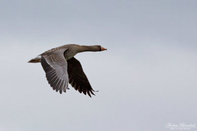 Blsgs / White-fronted Goose (ssp frontalis)