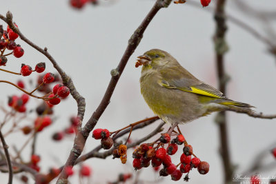 Grönfink / Greenfinch