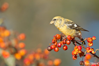 Bändelkorsnäbb ♀