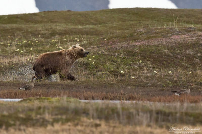 Brunbjrn / Brown Bear