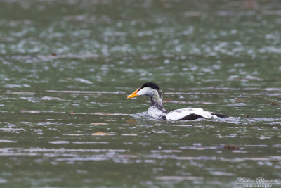 Ejder / Eider (ssp v-nigra)