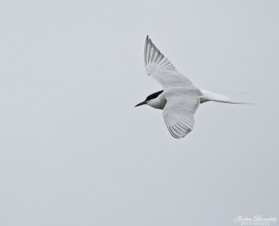 Fisktrna / Common Tern (ssp longipennis)
