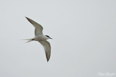 Fisktärna / Common Tern (ssp longipennis)