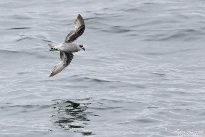 Grå stormsvala / Fork-tailed Storm-Petrel