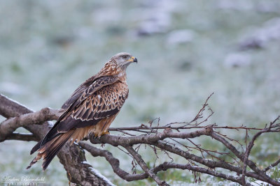 Röd glada / Red Kite