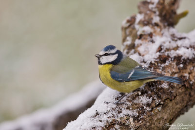 Blåmes / Blue Tit