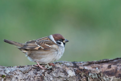 Pilfink / Tree Sparrow