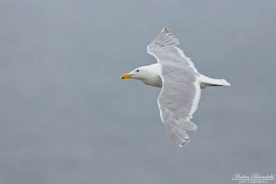 Grvingad trut / Glaucous-winged Gull
