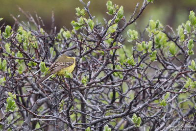 Gulrla (ssp tschutschensis)