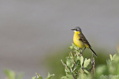 Gulärla / Yellow Wagtail (ssp tschutschensis)