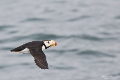 Hornlunne / Horned Puffin