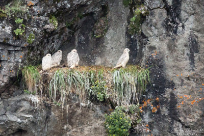 Jaktfalk / Gyrfalcon