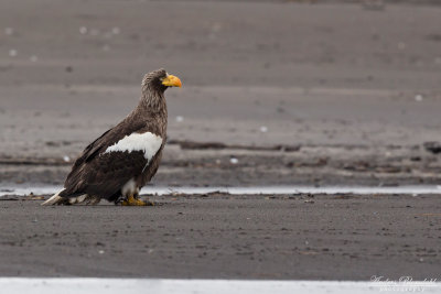 Jättehavsörn / Steller´s Sea-Eagle