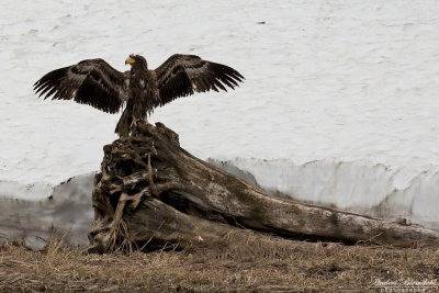 Jttehavsrn / Stellers Sea-Eagle