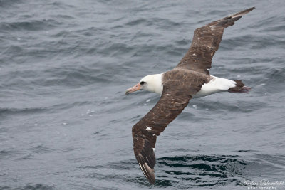 Laysanalbatross / Laysan Albatross