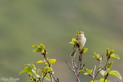 Nordsångare / Arctic Warbler