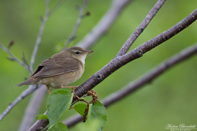 Locustella, Prinia et al