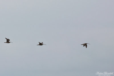 Orientspov / Far Eastern Curlew