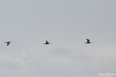 Orientspov / Far Eastern Curlew