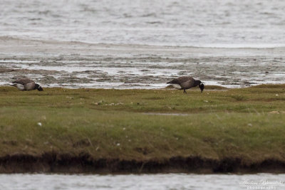 Svartbukig prutgås / Black Brant (ssp nigricans)
