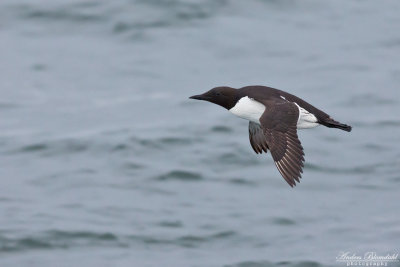 Sillgrissla / Guillemot
