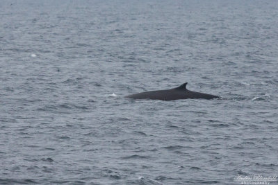 Sillval / Fin Whale 