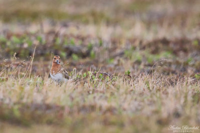 Skedsnäppa / Spoon-billed Sandpiper