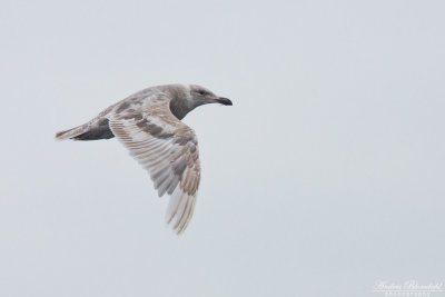 Skiffertrut / Slaty-backed Gull