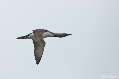 Smålom / Red-throated Diver