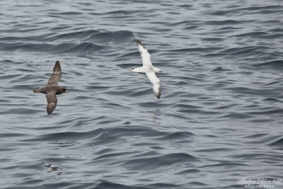 Stormfågel, mörk och ljus (ssp rodgersii)