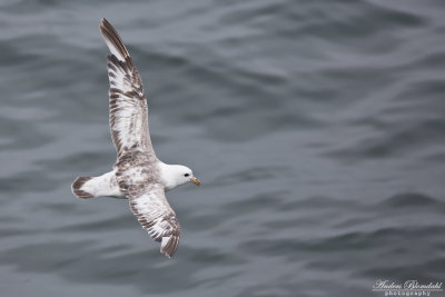 Stormfågel, ljus (ssp rodgersii)