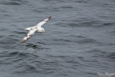 Stormfågel, ljus (ssp rodgersii)