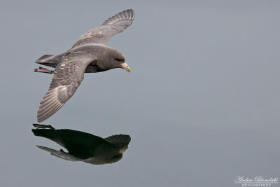 Stormfågel / Northern Fulmar