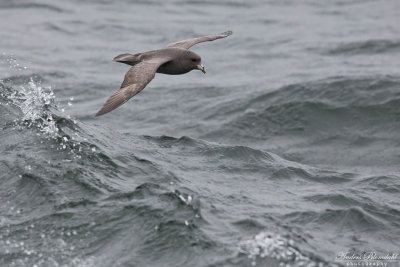 Stormfågel, mörk (ssp rodgersii)