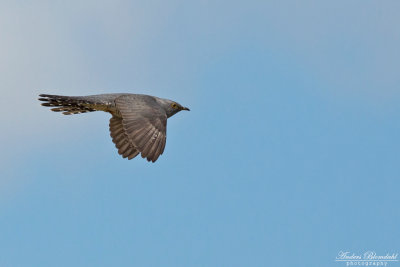 Taigagk / Oriental Cuckoo