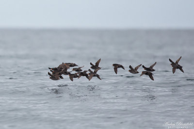 Tofsalka / Crested Auklet