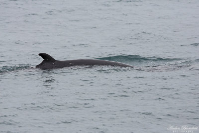 Vikval / Minky Whale