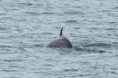 Vikval / Minky Whale