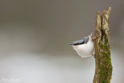 Nötväcka / Nuthatch