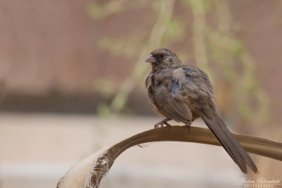 Arizonabusksparv / Abert's Towhee