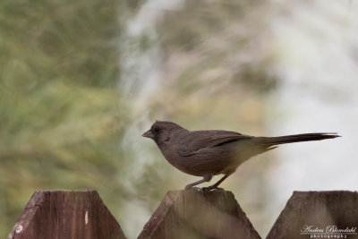 Arizonabusksparv / Abert's Towhee