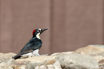 Samlarspett / Acorn Woodpecker