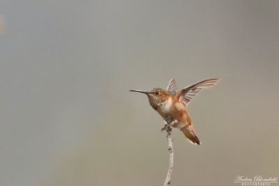 Allens kolibri 