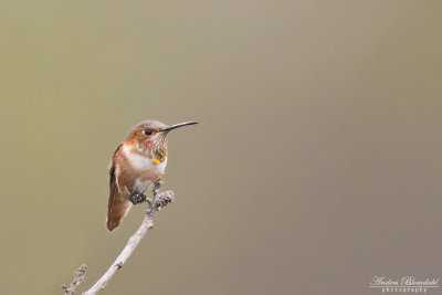 Allens kolibri 