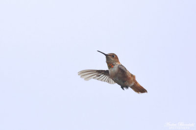 Allens kolibri / Allen's Hummingbird