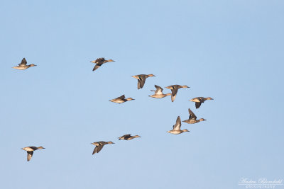 Amerikansk kricka / Green-winged Teal