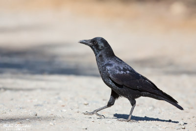 Amerikansk krka / American Crow