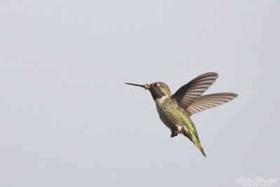 Annas kolibri 